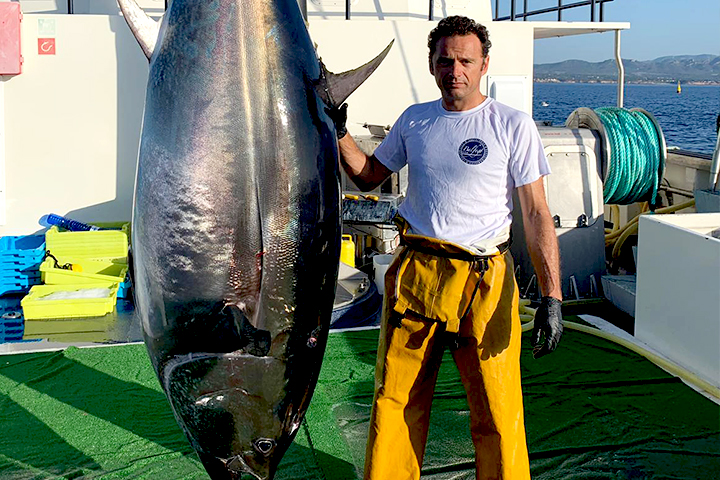 Farmed bluefin tuna from Spain