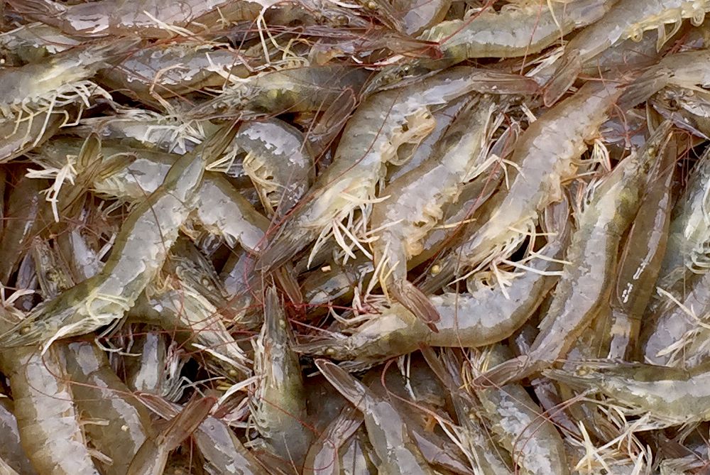 Vannamei shrimp from Malaysia