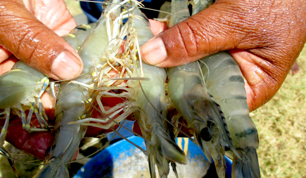 Quality inspection of Indian black tiger shrimp before harvest at a farm site